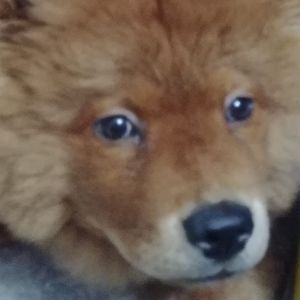 Meet your Posher, Robin